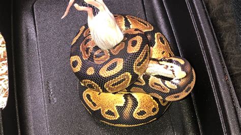 Boa Constrictor Vs Ball Python Lomiten