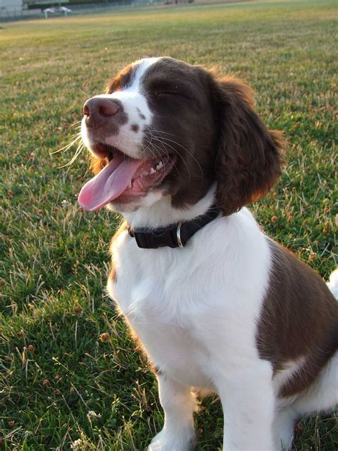 English Springer Spaniel Dog Breed Info Pics And More