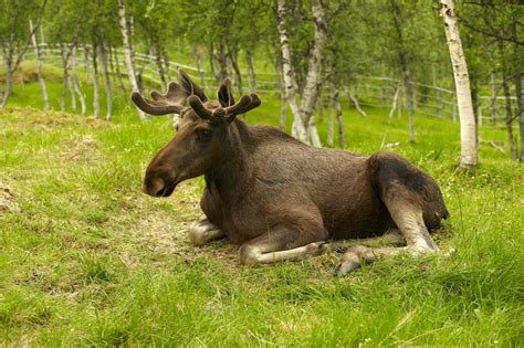 Free Resting Moose Stock Photo