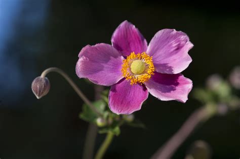 14 Beautiful Types Of Anemone Flowers