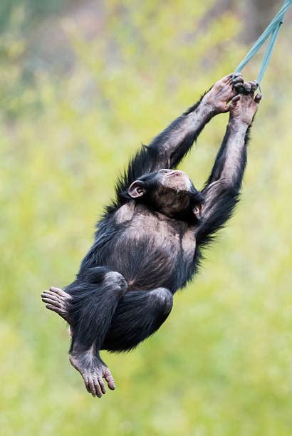 Chimpanzee Swinging Stock Photos Pictures And Royalty Free Images Istock