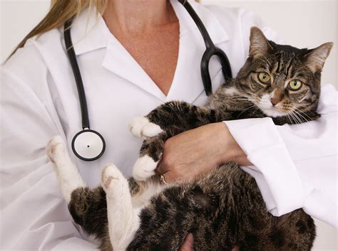 Most states have laws regarding the vaccination of pet animals (dogs, cats, and ferrets) as well as other domestic animals. Do Indoor Felines Need Cat Vaccinations? - All Pet News