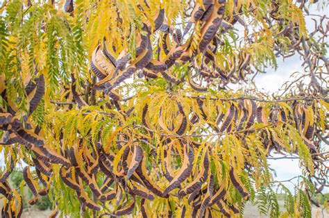 How To Grow And Care For Sunburst Honey Locust Trees