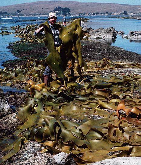 The Green Sanctuary Health Benefits Of Seaweeds