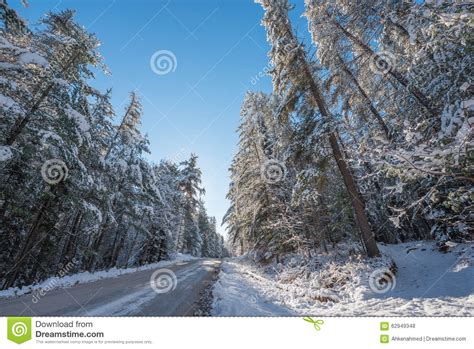 Snow Covered Pines Beautiful Forests Along Rural Roads Stock Photo