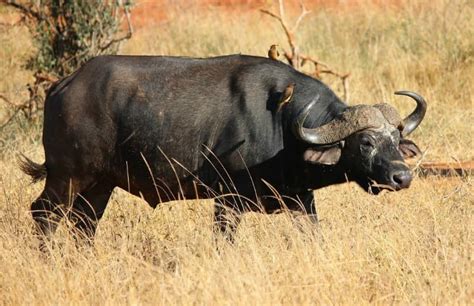 The African Buffalo Discover Africas Legendary Untamed Beast Facts