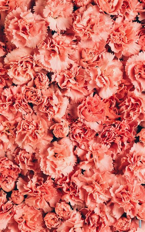 (images via instagram and instagram ) this is great for pictures, especially if the lighting in your venue isn't the best. Pin by Wanie The Pooh on Pretty plants | Coral flowers ...