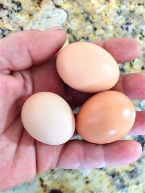 Egg Comparison Pics Backyard Chickens