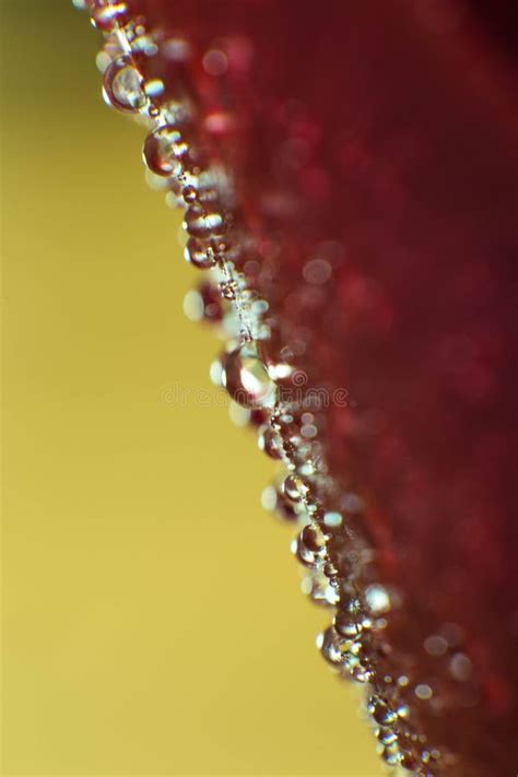 Symbol Of Love And Romantic Feelings Red Rose Petals Macro Picture With