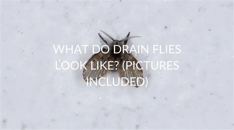 What Do Drain Flies Look Like Pictures Included Pest Prevention Patrol