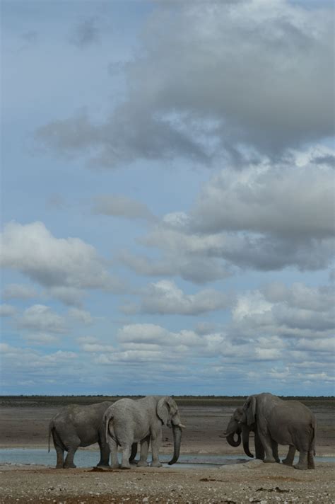 African Elephants Gather At A Watering Hole Under Beautiful Skies In