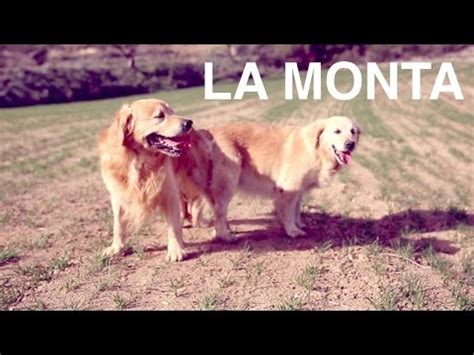 El pelo de gatos, perros, roedores y caballos. Perros apareándose - La monta en los perros - Clínica veterinaria 24h DOGKING - YouTube