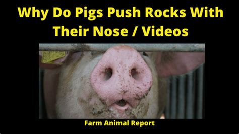 5 Reasons Why Do Pigs Have Nose Rings Ring Nose