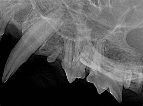 When a cat's tooth becomes infected by dental disease, abscesses can form in the gums. Tooth Extraction Complications in Dogs and Cats