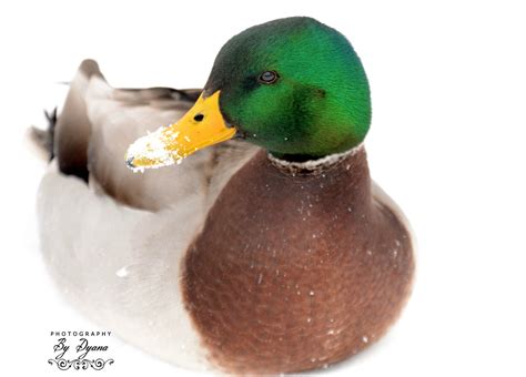 Snowy Mallard Photograph Photo Duck Photograph Or Cards Etsy