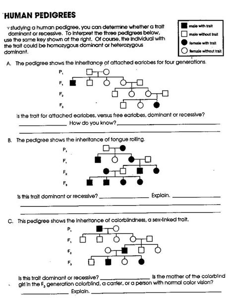 Introduction To Genetics Worksheets Answer Key