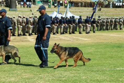 South African Police Services Saps K9 Unit Parade With Officers