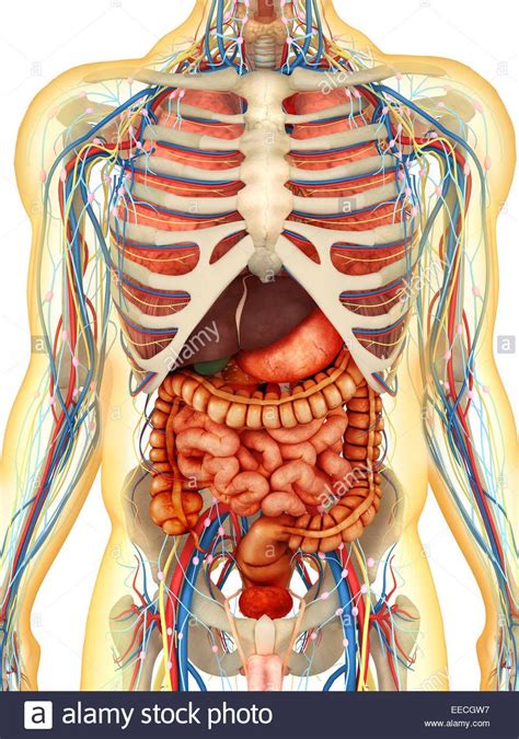 This worksheet is helpful when teaching the body internal parts, it is related to my. Diagram of internal body organs transparent human body with internal organs nervous system ...