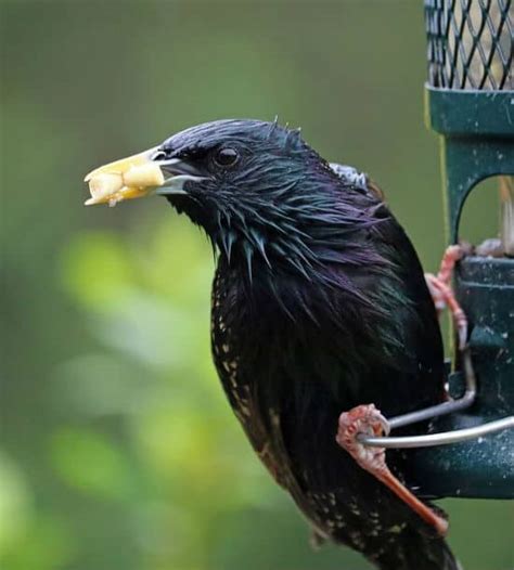 Getting Rid Of Blackbird Tips On Getting Rid Of Starlings And Blackbirds