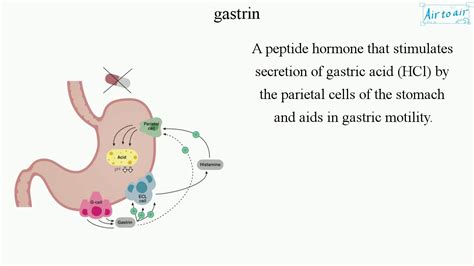 Gastrin English Medical Terminology For Medical Students Youtube