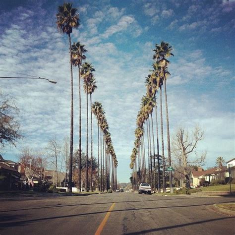Palm Tree Lined Streets In Burbank In Los Angeles Ca Palm Trees