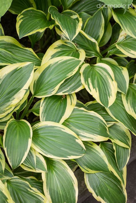 We did not find results for: Szkółka Bylin Dobrepole - Hosta "So Sweet" - funkia ogrodowa