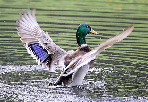 Mallard Duck Flapping Its Wings On Water Ducks Hd Wallpaper