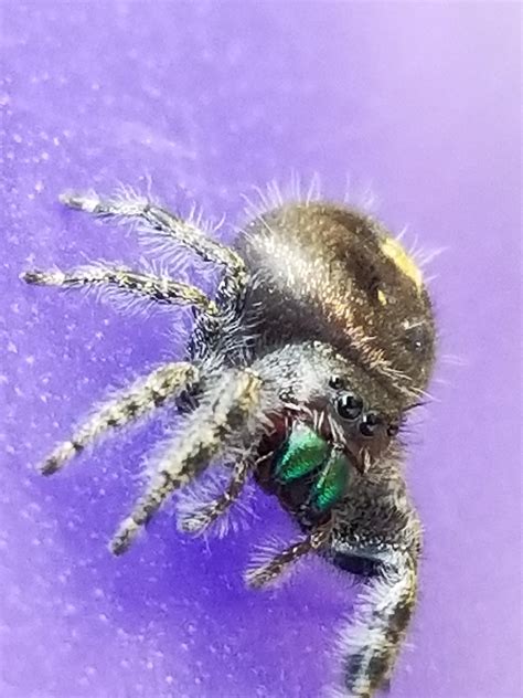 Found This Little Jumping Spider In Eastern Michigan Spiders