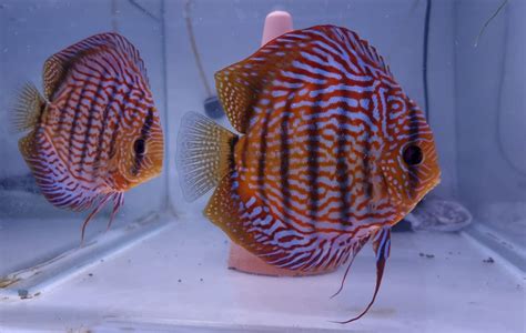 Royal Red Turquoise Discus Fish In M30 Salford For £1400 For Sale Shpock