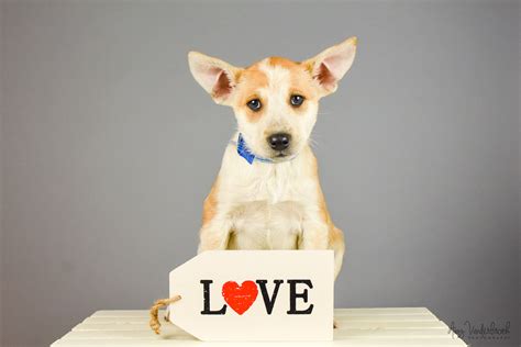 99% of the puppies we rescue. Available Puppies | Lifeline Puppy Rescue - Brighton, Colorado
