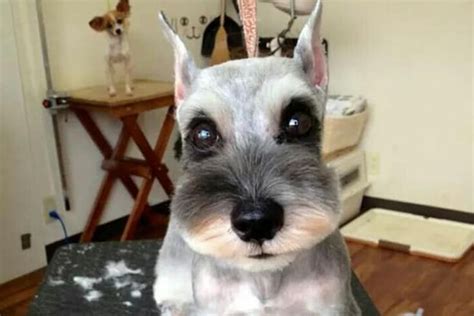 Cute Schnauzer Haircut Ideas All The Different Types And Styles Schnauzer Grooming