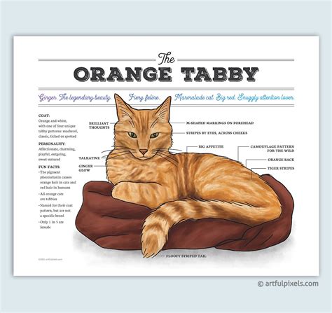 Orange Tabby Cat Art Ginger Cat Chart Infographic Poster Cat Etsy