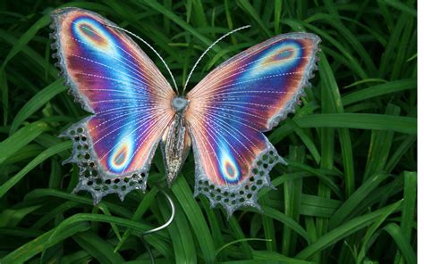 24 Wallpaper Butterfly Images Download Pics Bondi Bathers