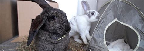 rabbit health and welfare rspca