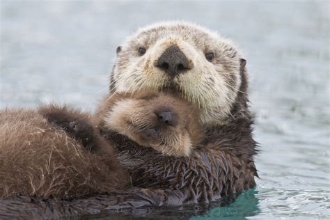 10 Facts About Sea Otters