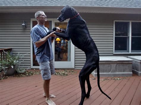 Zeus The Great Dane The Worlds Largest Dog Dies Age Five