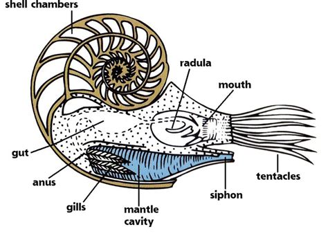 Chambered Nautilus Ocean Treasures Memorial Library