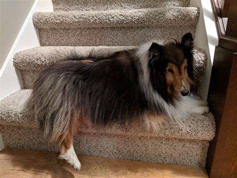 This sleek design is a great solution for your pet's well being and relaxation. Pin by Katherine Drinkwine on Dog painted rocks (With ...