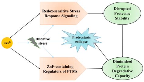 Arsenic Poisoning Mechanism