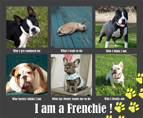 We have served customers from bogart, buford, duluth, and gainesville, ga for longer than many people may have owned their current cars. French Bulldog Quotes. QuotesGram