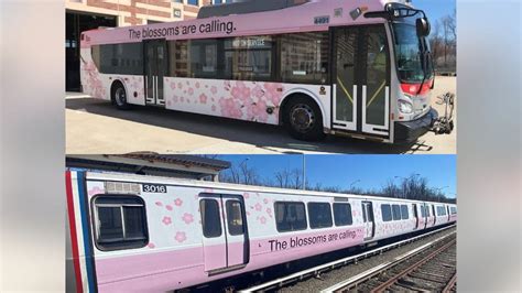 Metro Debuting Cherry Blossom Trains Buses To Celebrate The Season