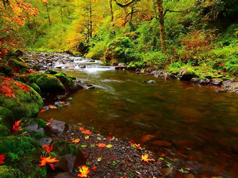 River Rocks Leaves Autumn Scenery High Quality Wallpaper Preview