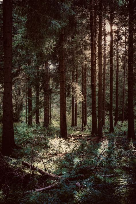 Download Free 100 Aesthetic Forest