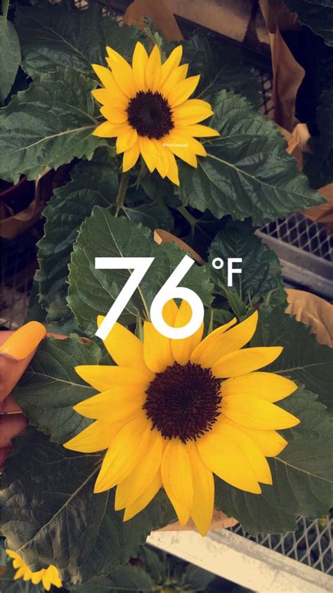 Pin de вяєи∂α иυñєz en Snapchat | Girasoles, Fotografia y ...