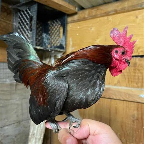 Bantam Chicken Appearance Size Eggs Raising And More
