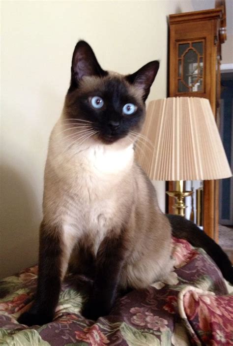 Allergies to cats are one of the most common allergies among individuals. Pin by Thomas Horstmann on cats | Cats, Siamese kittens ...