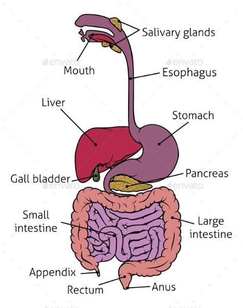 Human Gastrointestinal System Gut Digestive Tract Human Digestive