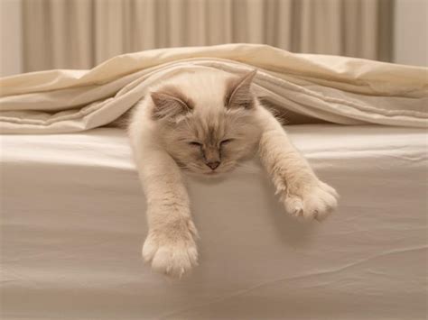 Temperatur schnee regen wind luftfeuchtigkeit wetterwarnungen etc. Katze im Bett schlafen lassen: Ja oder nein?