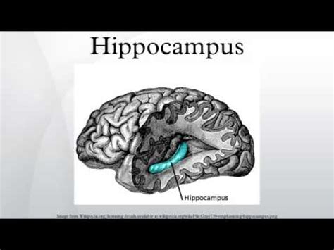 Suivez l'évolution de l'épidémie de coronavirus / covid19 dans le monde. Temporal Horn of The Lateral Ventricle