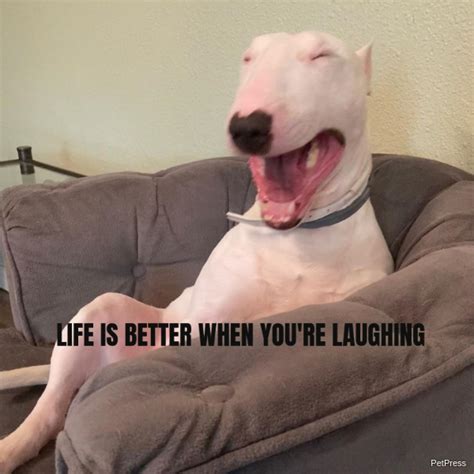 10 Best Walter Dog Memes And Story Behind The Hilarious